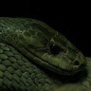 Meet your Posher, Arika